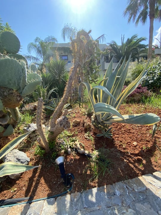 Gartenanlage Sentido Kyknos Beach Adults Only 16+
