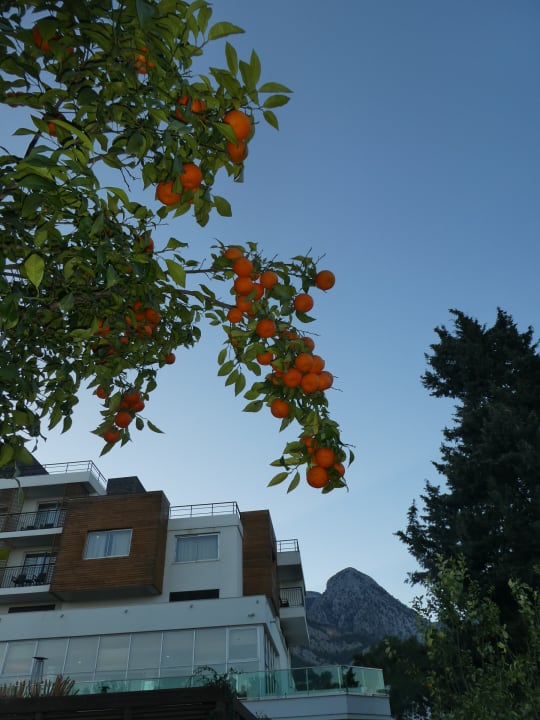 Gartenanlage TUI MAGIC LIFE Beldibi +16