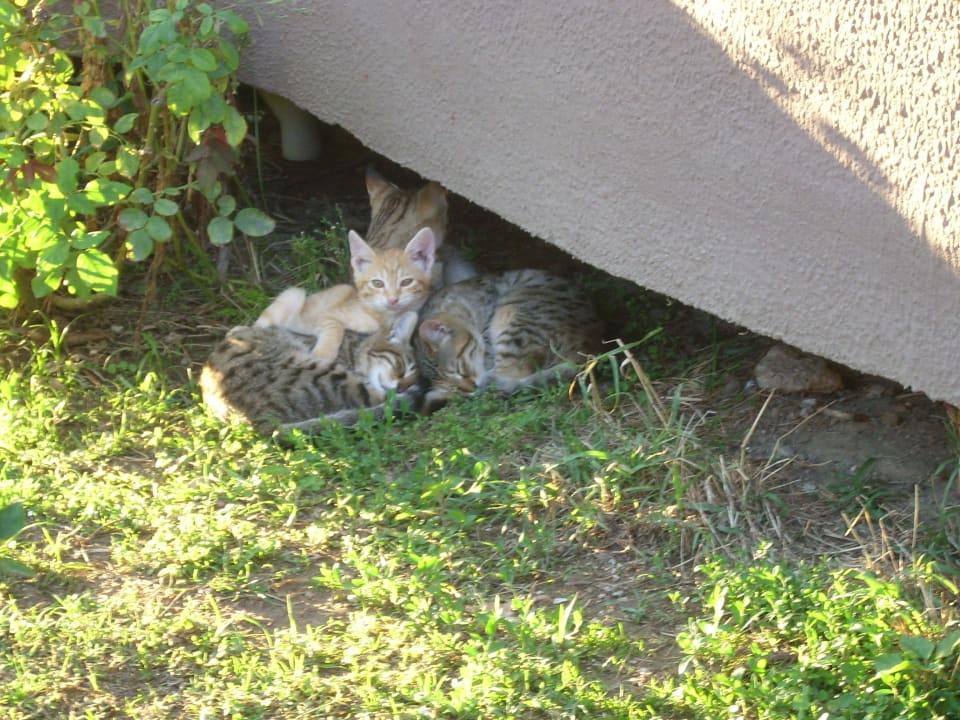 Katzen im Hotel beim Mittagsschlaf  Sayanora Hotel