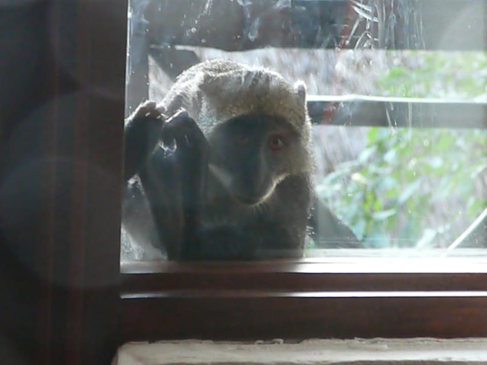Äffchen schaut beim Balkonfenster rein Hotel Papillon Lagoon Reef