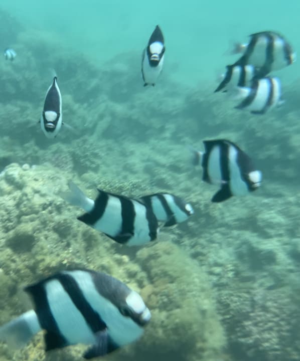 Sport & Freizeit Sentido Caribbean World Soma Bay