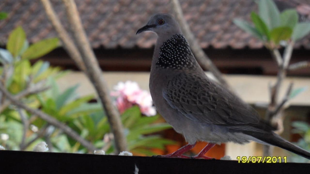 Auf dem Balkongeländer Villa Shanti Beach