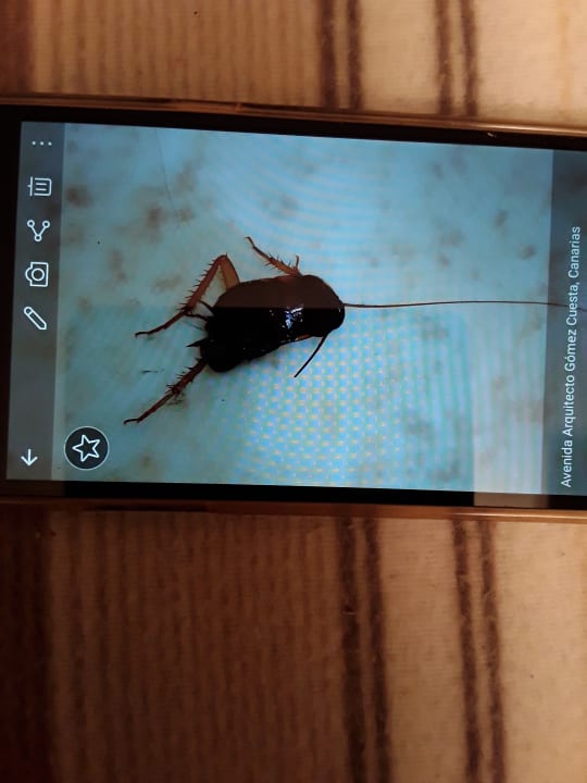 Zimmer Alexandre Hotel Gala