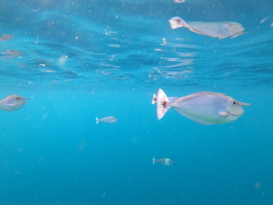 Sport & Freizeit Filitheyo Island Resort