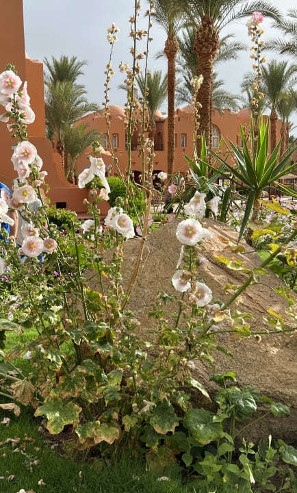 Gartenanlage Jaz Makadi Oasis Resort