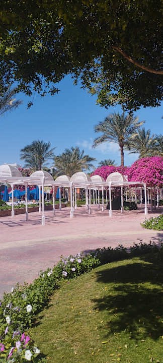 Gartenanlage Desert Rose