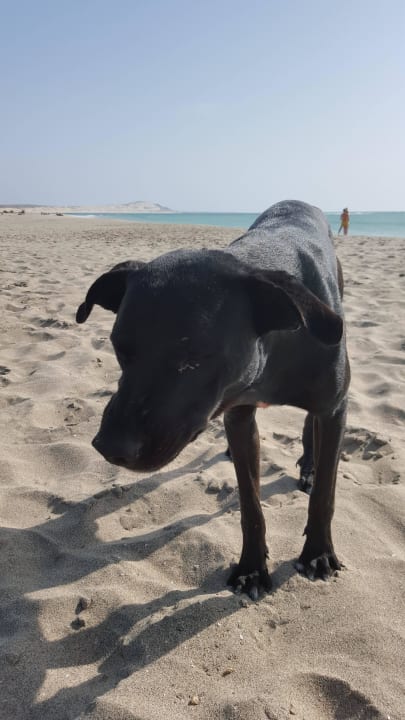 Einer der drei lieben Strandhunde Hotel Riu Karamboa