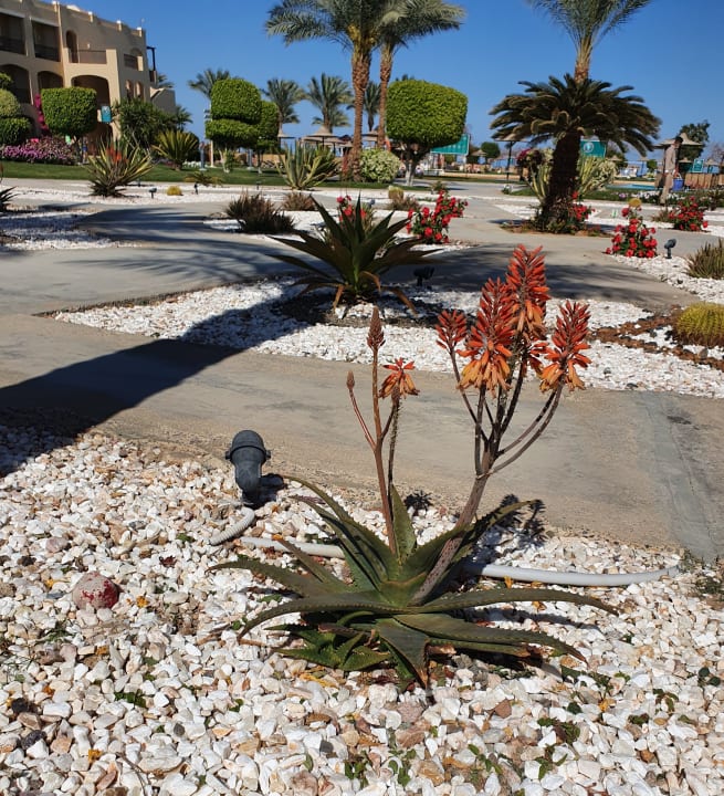 Gartenanlage JAZ Aquamarine Resort