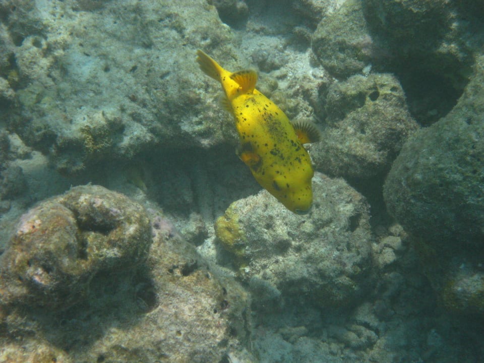 Unterwasserwelt am Hausriff Reethi Beach Resort
