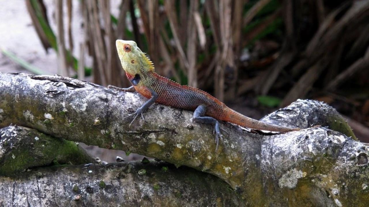 Männliche Schönechse NH Collection Maldives Reethi Resort