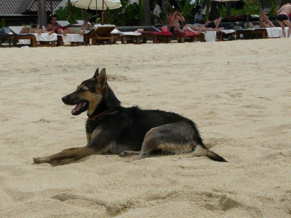 Hotel Hund NH Collection Samui Peace Resort