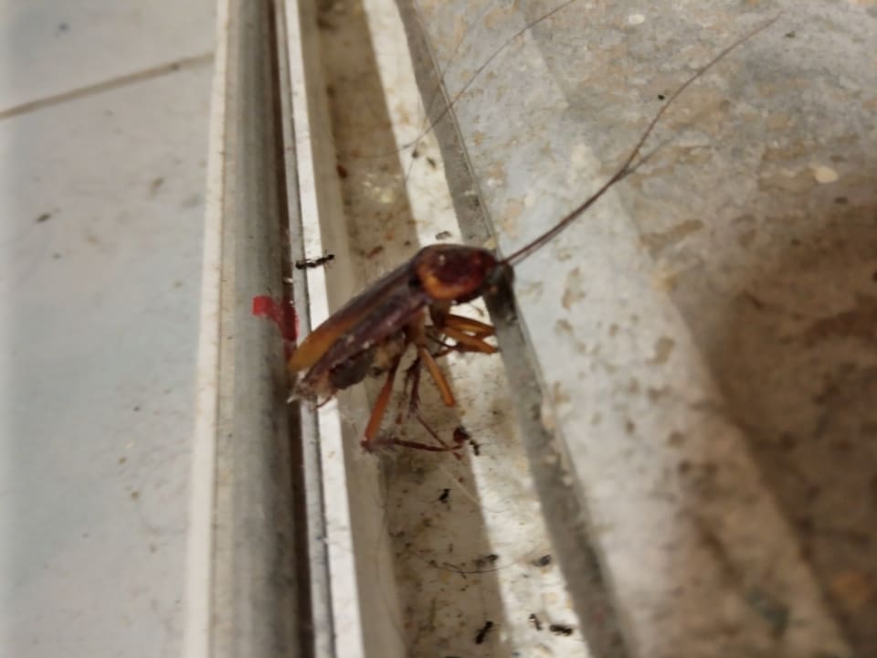 Zimmer Side Tuana Garden Home