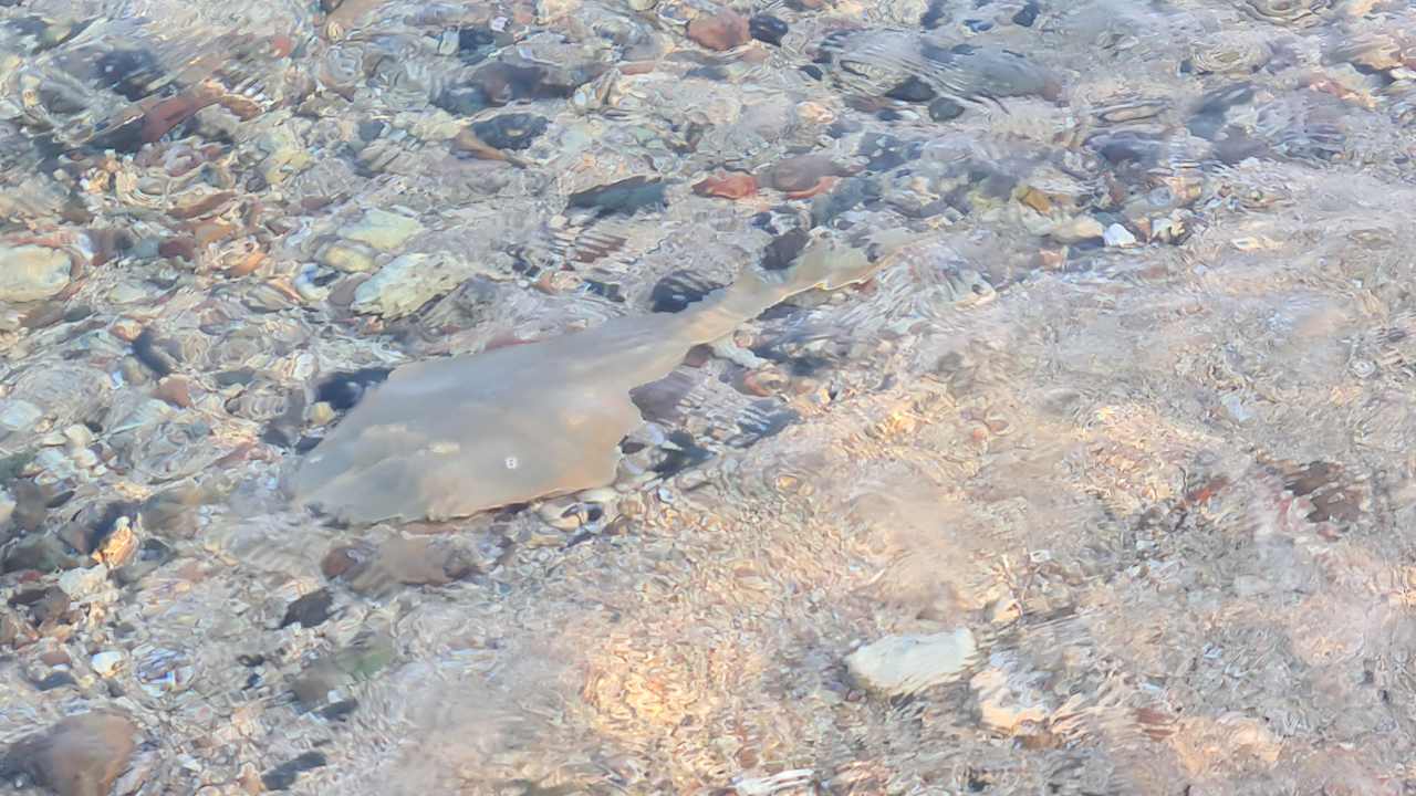 Strand Coral Sun Beach