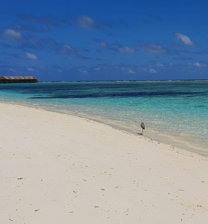 Strand Meeru Maldives Resort Island