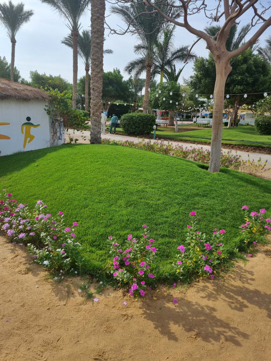 Gartenanlage Desert Rose