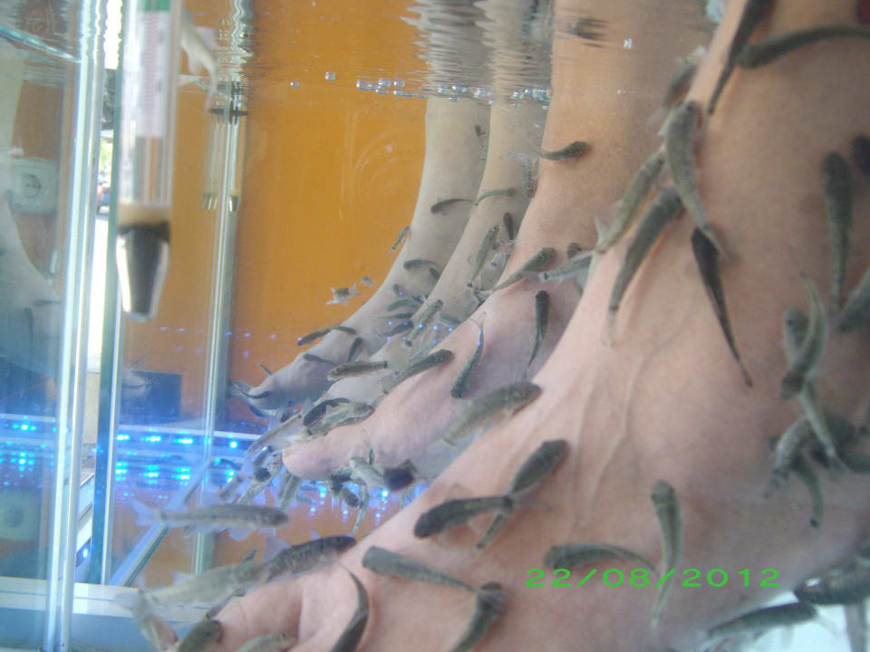 Fisch spa  Meliá Sunny Beach