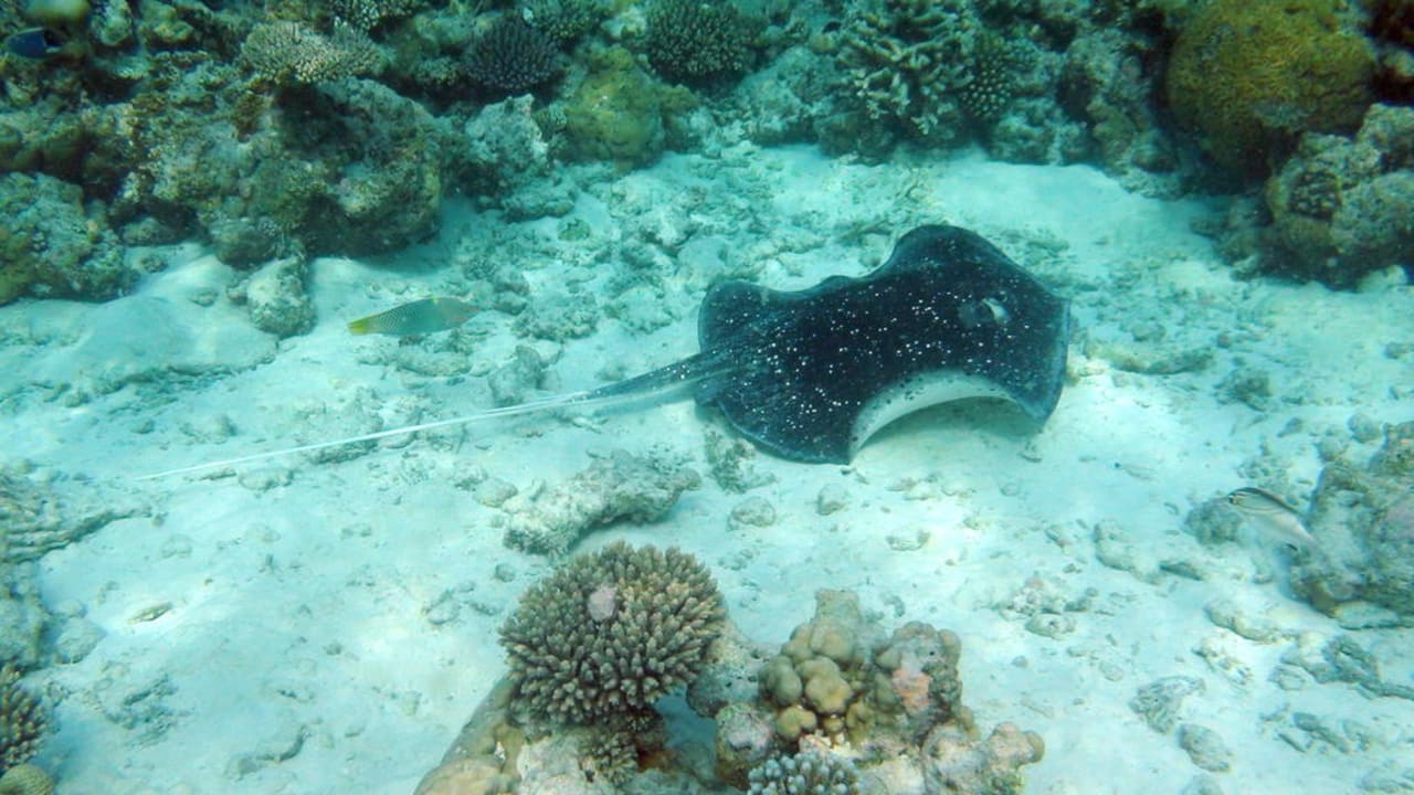 Rochen Eri Maldives