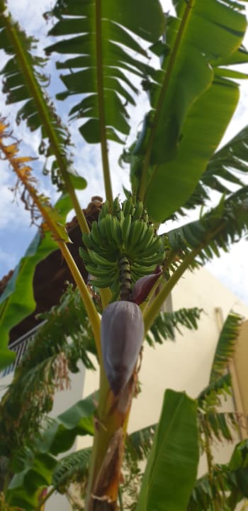 Garten Hotel Kouros Palace