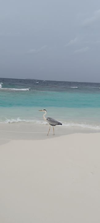 Sonstiges Adaaran Select Meedhupparu Island Resort - Premium All Inclusive