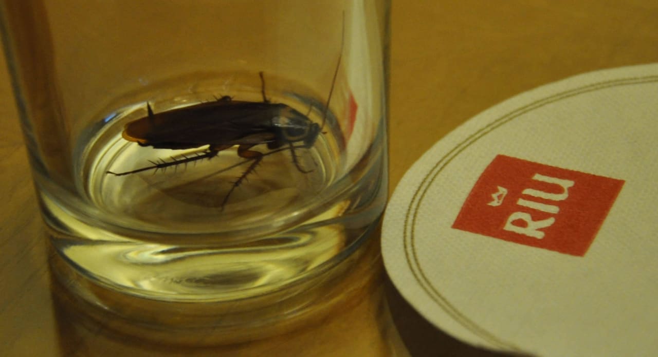 More cockroaches! Hotel Riu Palace Maspalomas Adults Only