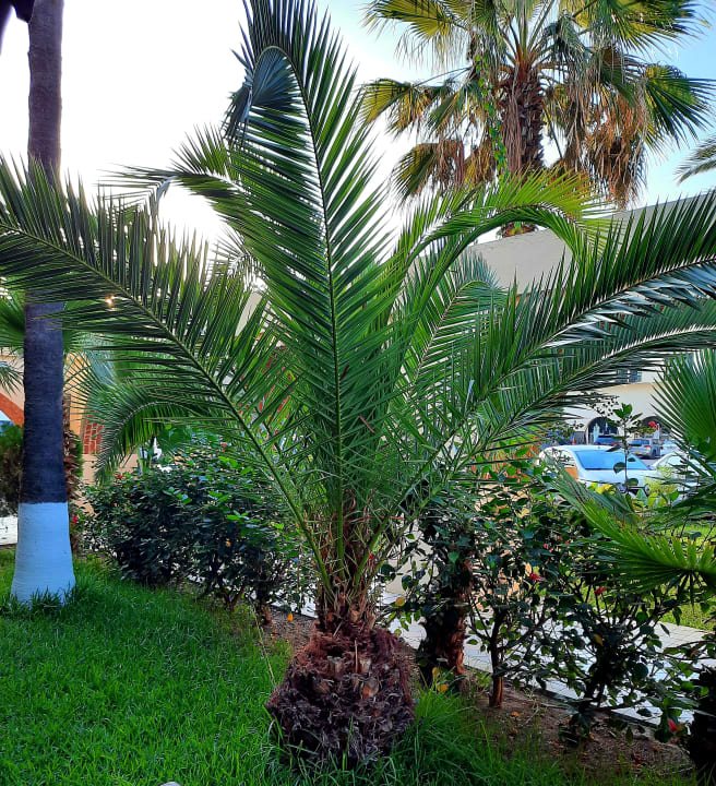 Gartenanlage Hotel Paradis Palace