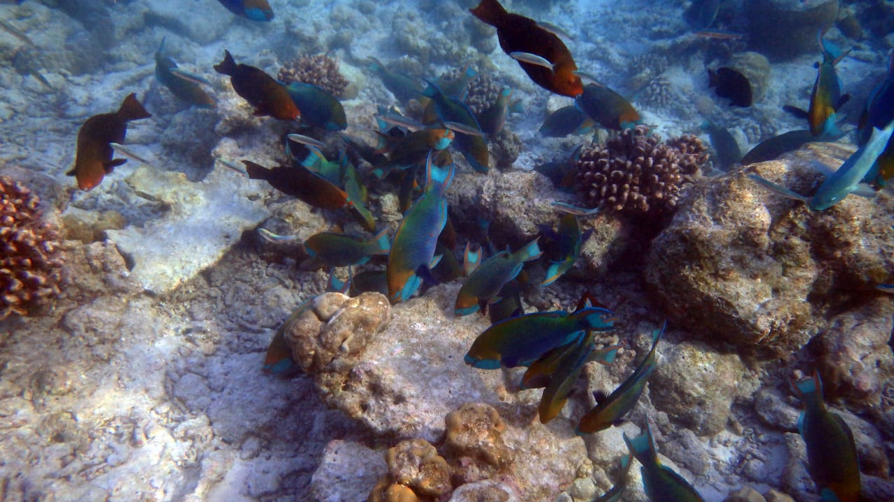 Unter dem Meer Kuramathi Maldives