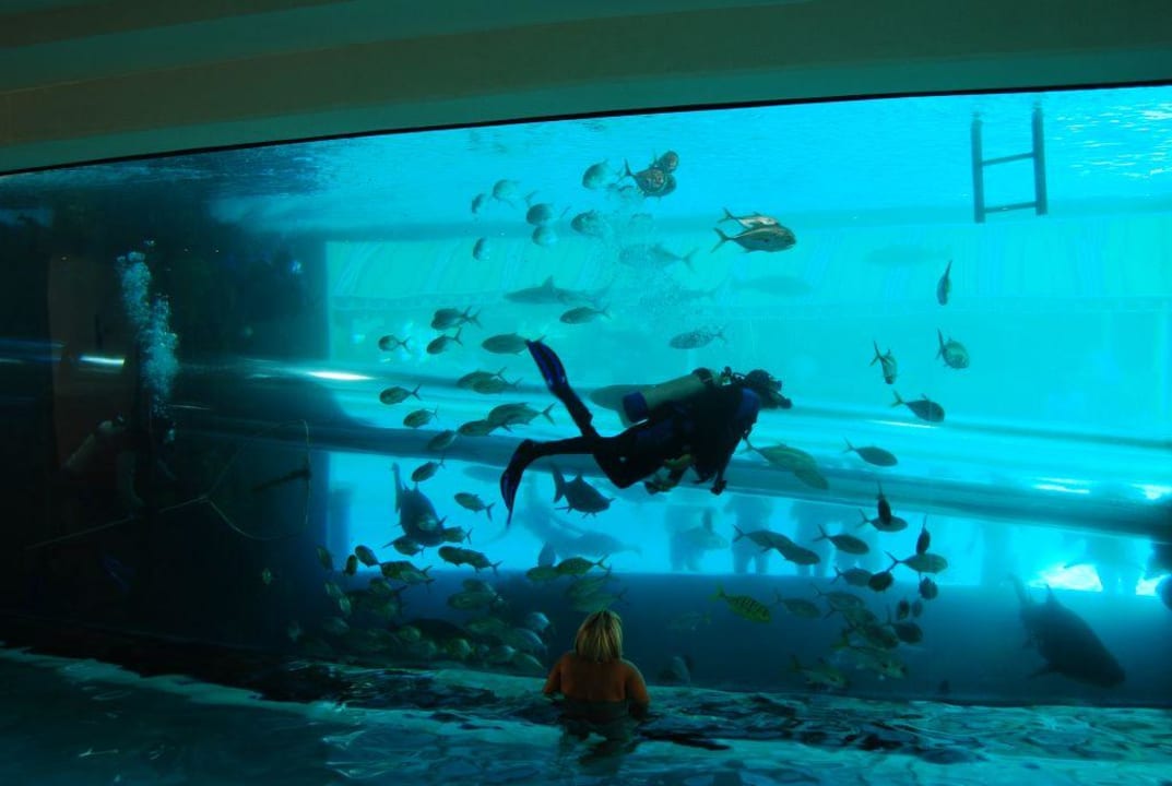 Hai Aquarium inmitten des Pools Hotel Golden Nugget