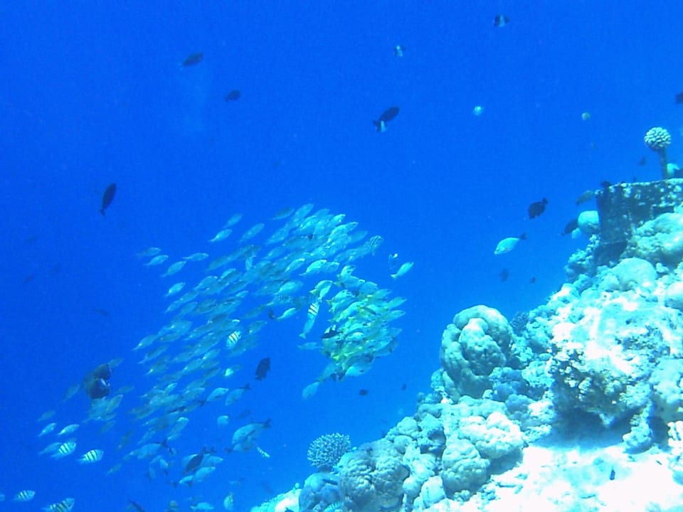 Schnorcheln am Aussenriff Kihaa Maldives