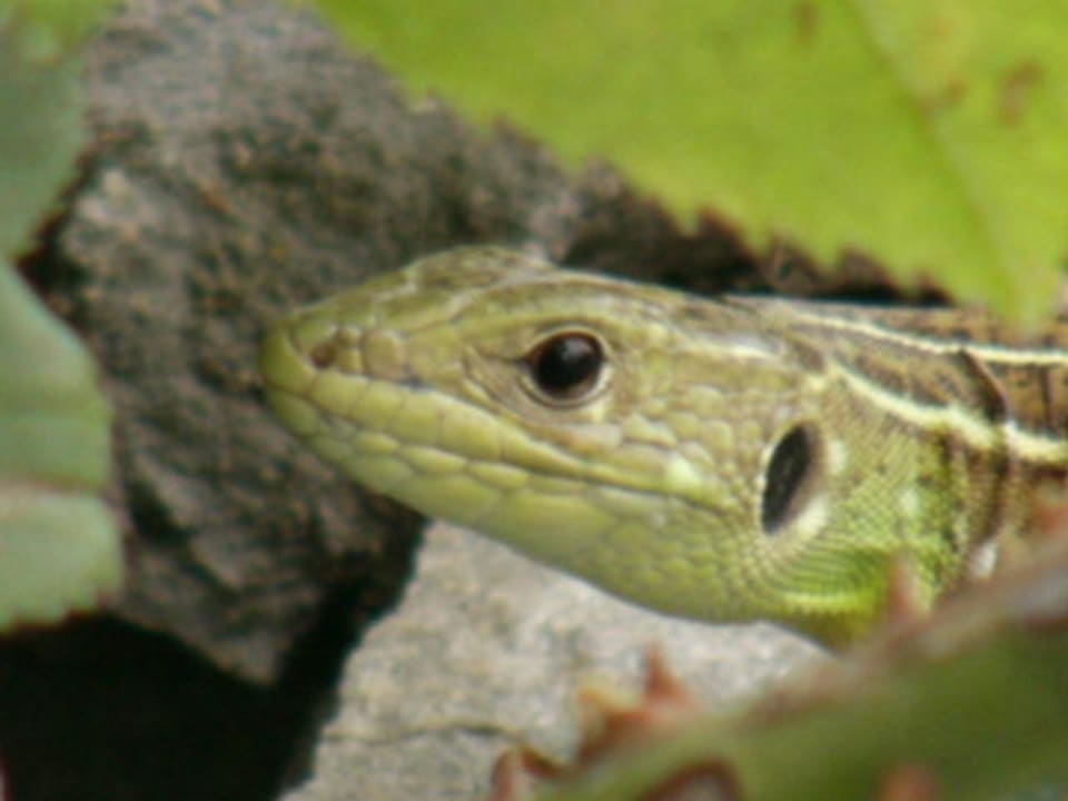 Poseidon Palace alltoura Club Hotel Poseidon Palace
