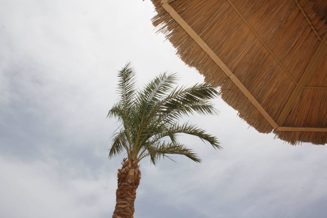 * Pickalbatros Palace Resort