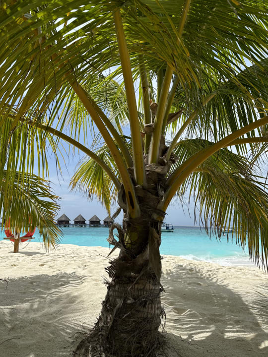 Gartenanlage Thulhagiri Island Resort
