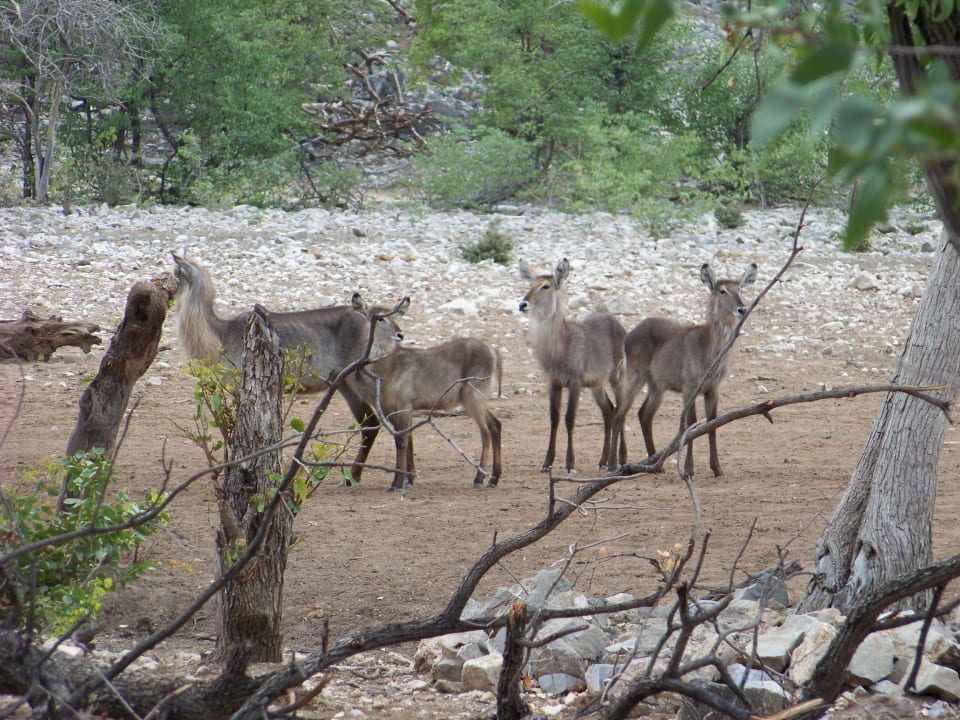 Sport & Freizeit Ongava Tented Camp