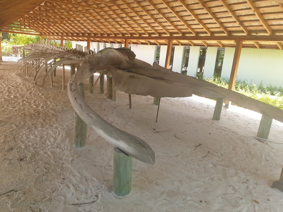 Sport & Freizeit Meeru Maldives Resort Island