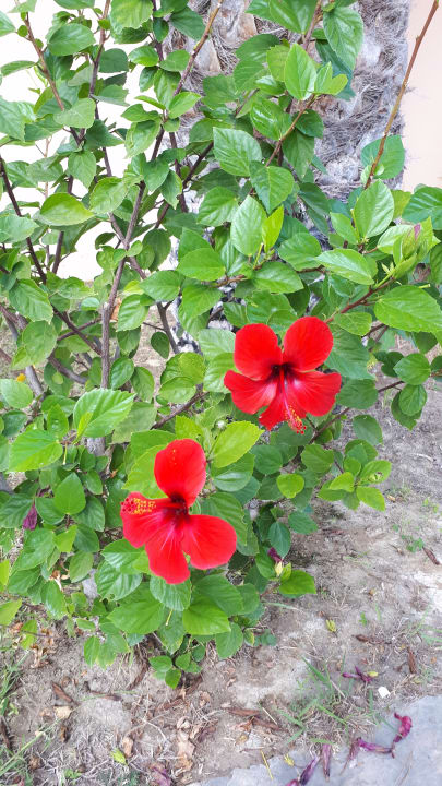 Gartenanlage Atlantica Marmari Beach