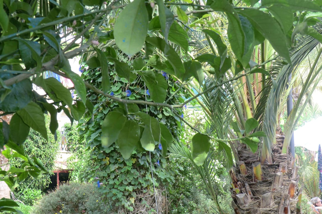 Blütenpracht Belek Beach Resort Hotel