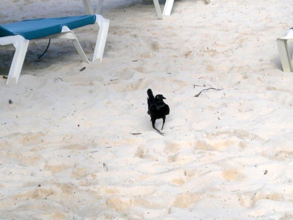 Vogel Catalonia Royal Tulum Beach & Spa Resort - Adults only