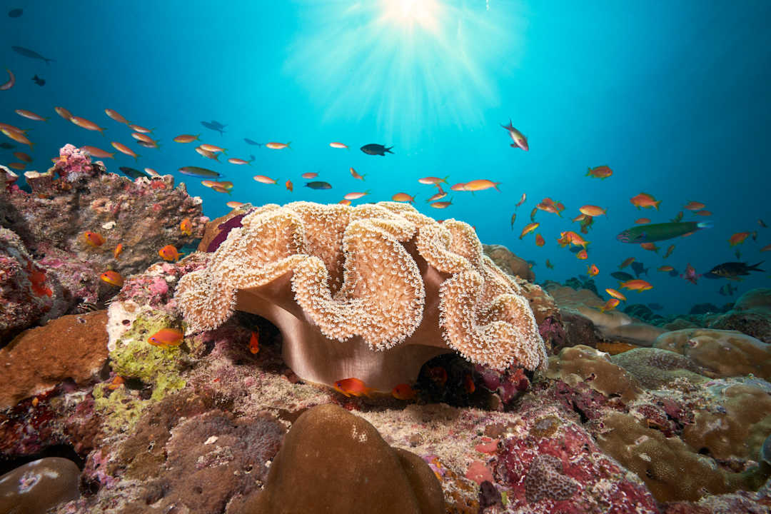 Sonstiges Cora Cora Maldives