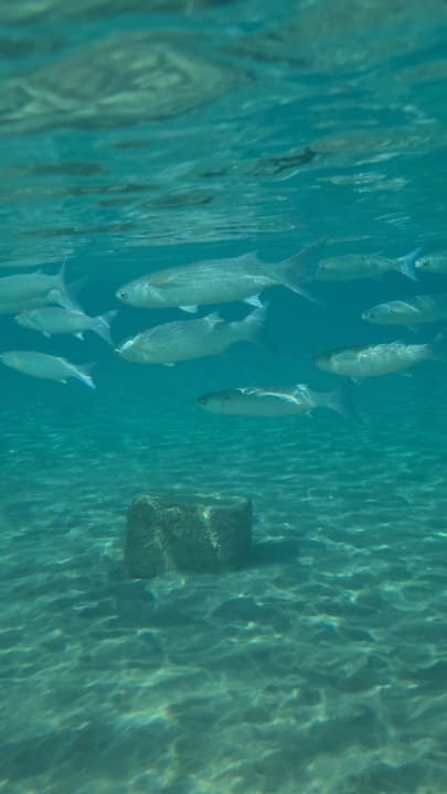 Sport & Freizeit Fort Arabesque Resort, Spa & Villas