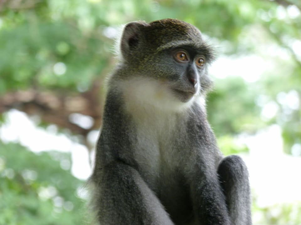 Süß, aber nicht ohne  Hotel Papillon Lagoon Reef