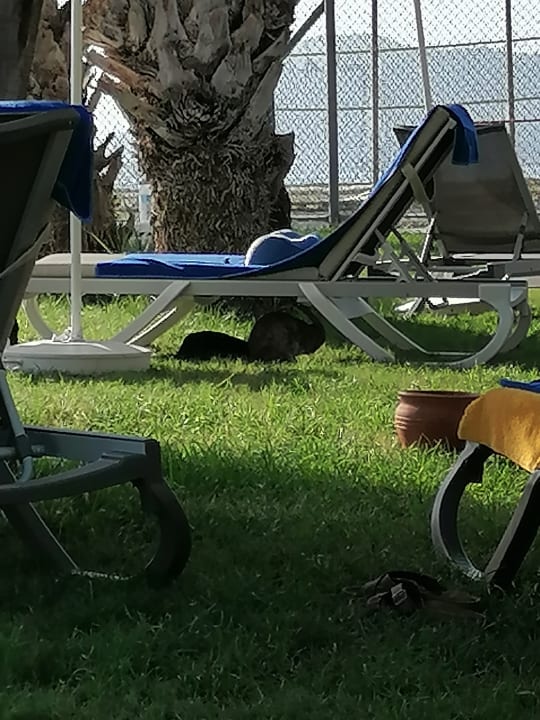 Gartenanlage Labranda Alantur Resort