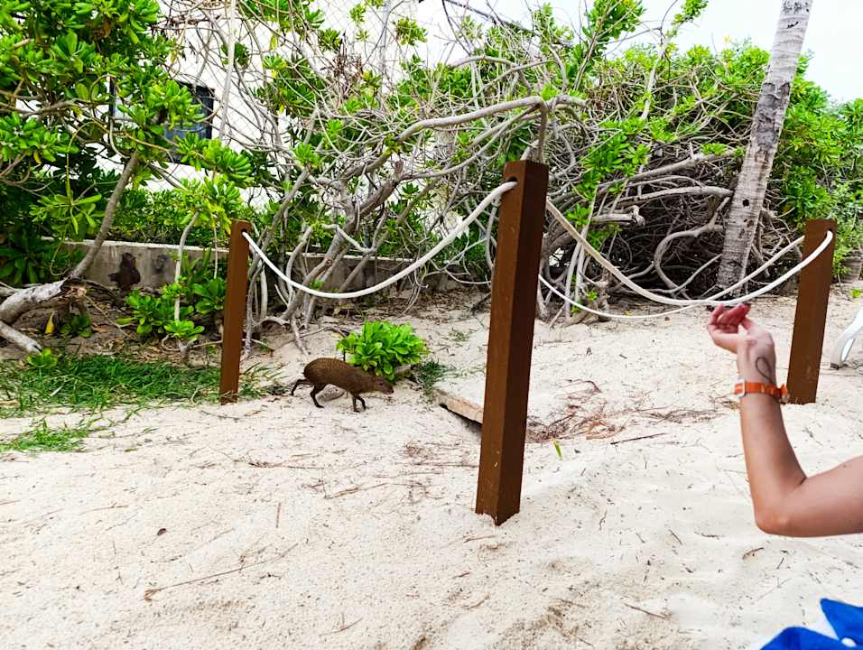 Gartenanlage Viva Azteca by Wyndham - All Inclusive Resort