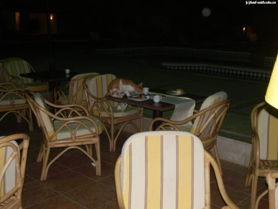 Terrace at 1 am Imperial Shams Abu Soma
