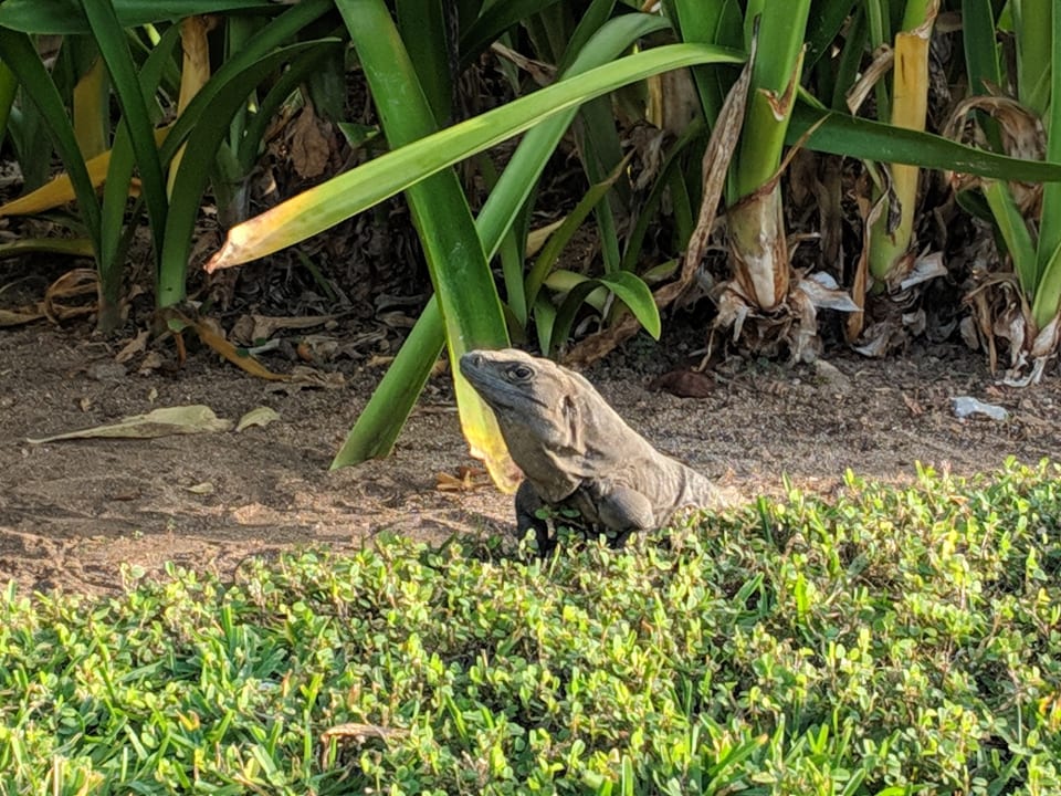 Gartenanlage Dreams Tulum Resort & Spa
