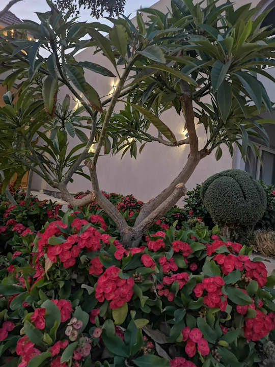 Gartenanlage Lazuli Hotel Marsa Alam