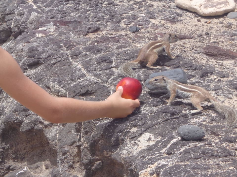 Sehr zutrauliche Streifenhörnchen TUI MAGIC LIFE Fuerteventura