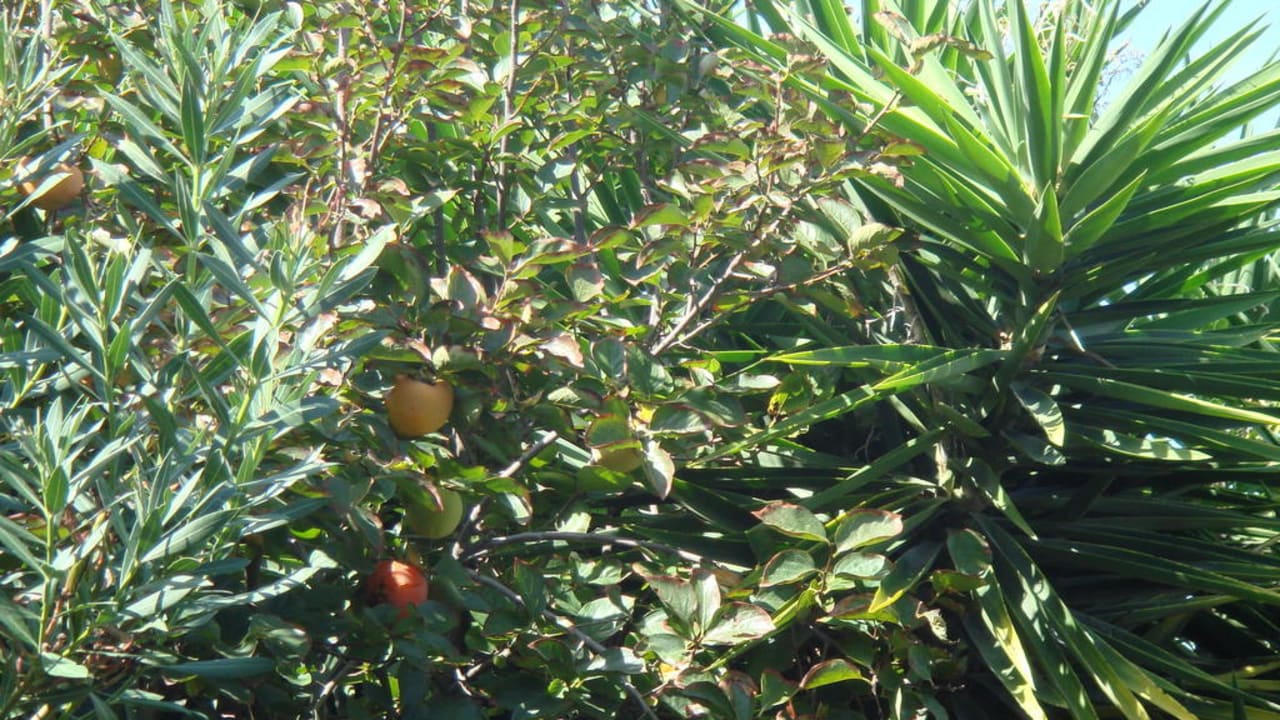 Obstbäume Hotel Golden Sun