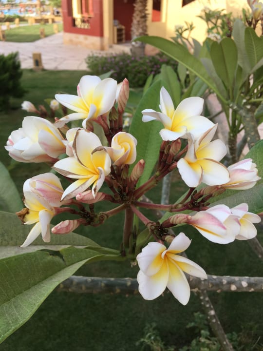 Gartenanlage Casa Mare Resort