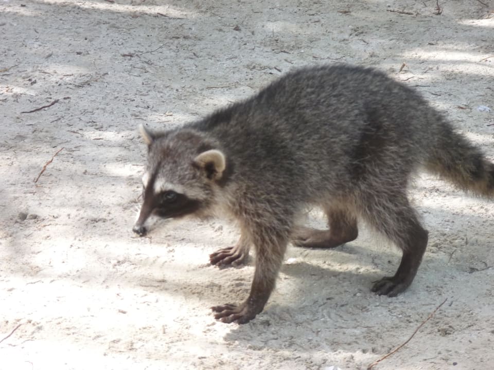 Tierwelt TRS Yucatan Hotel - Adults only