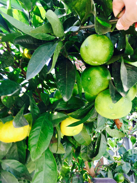 Überall Obstbäume. Papillon Ayscha