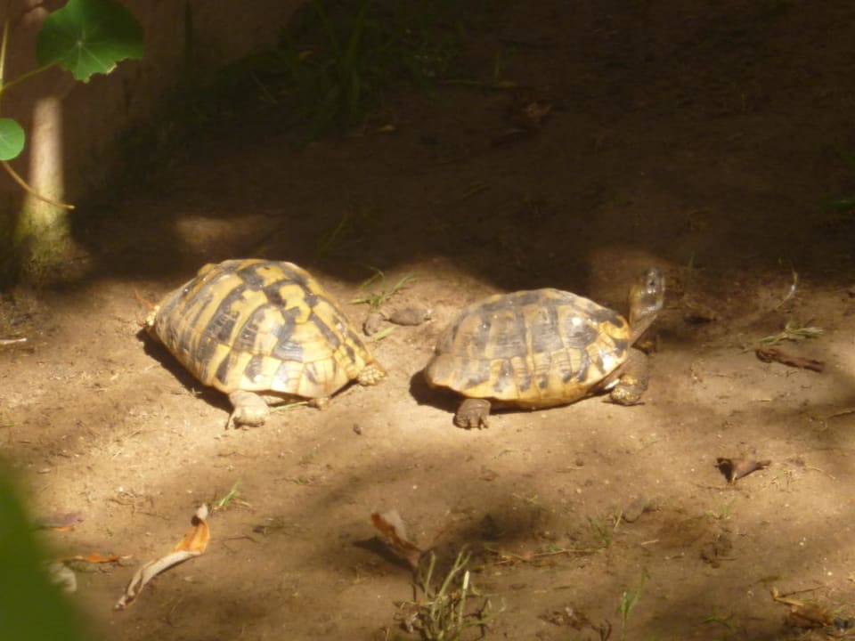 Die Schildkröten Acharavi Beach Hotel